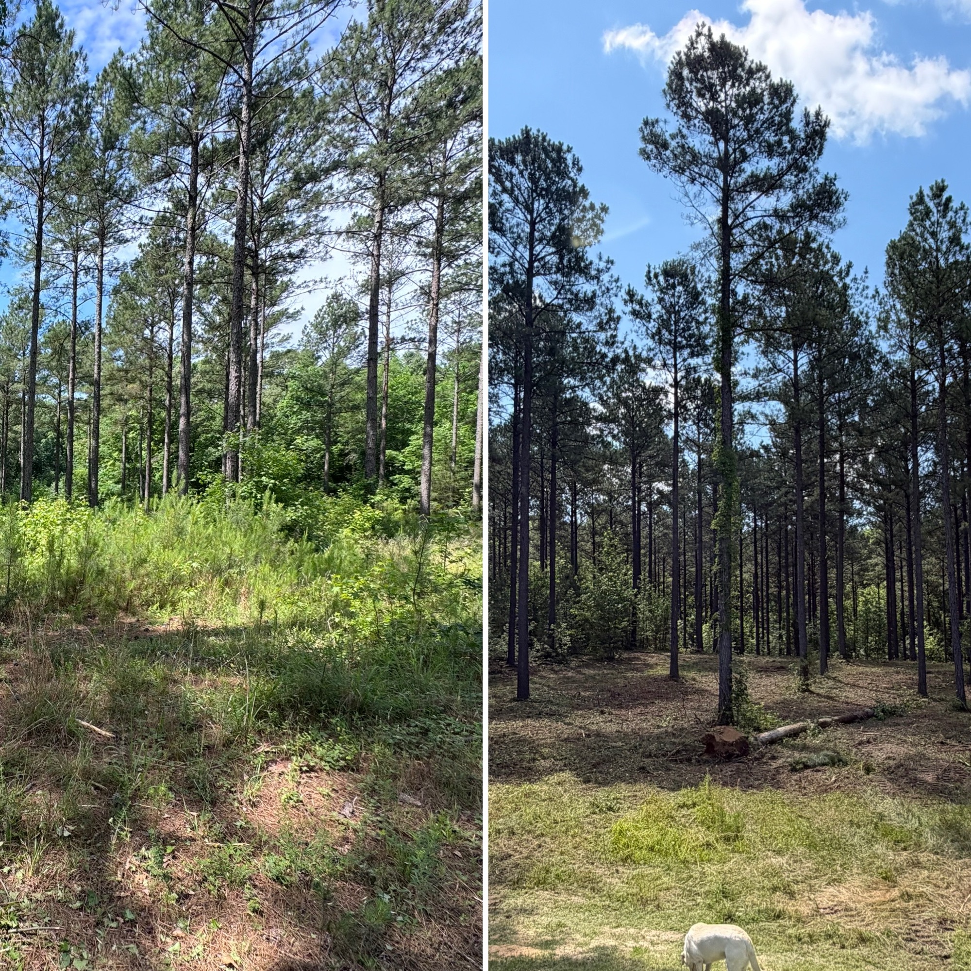 Forestry mulching before and after