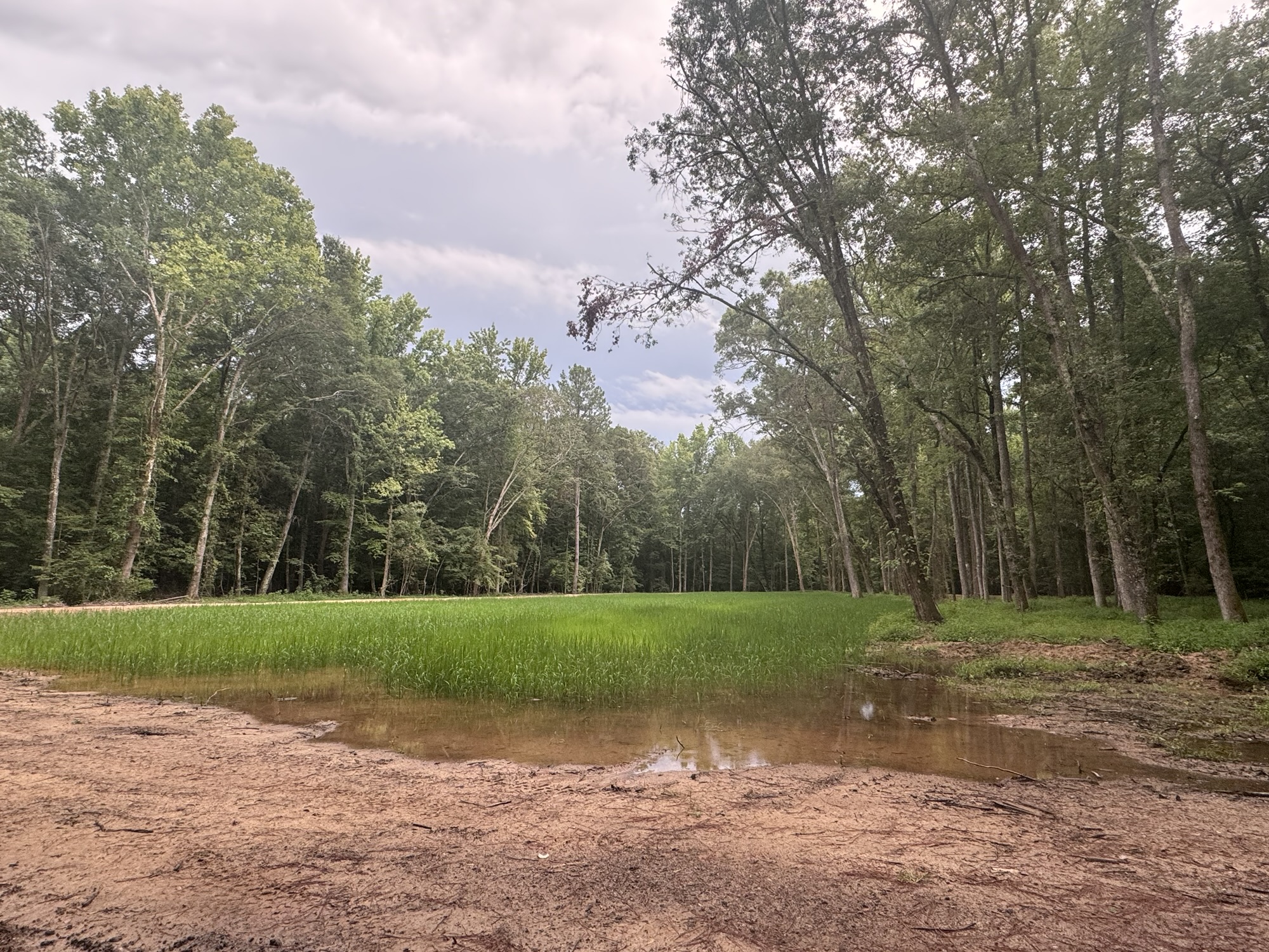 Duck pond excavation project